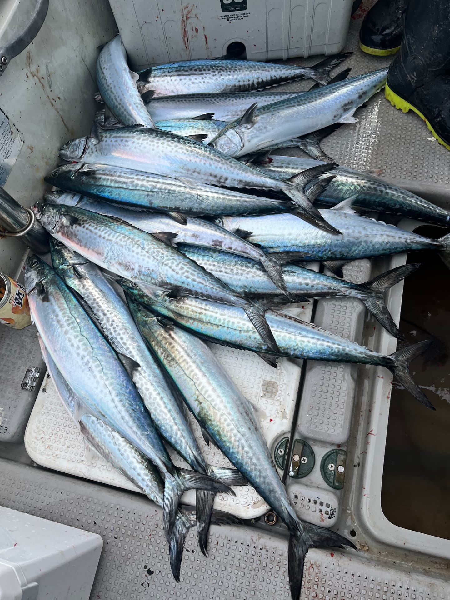 船上のイケスに並ぶサワラの釣果